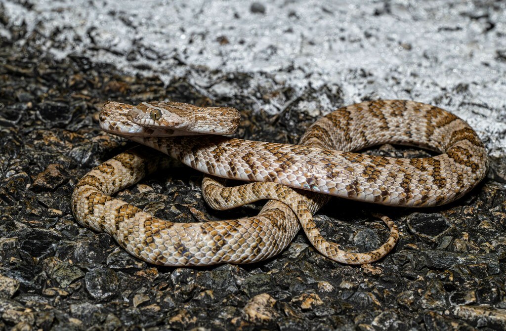 California Lyresnake (Trimorphodon lyrophanes) photographed in the field