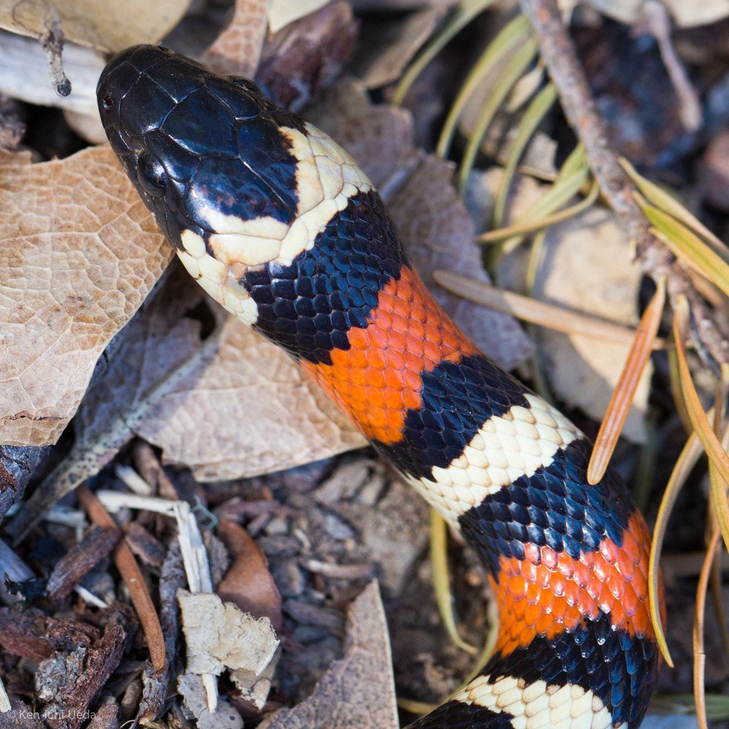 California Mountain Kingsnake (Lampropeltis zonata) photographed in the field