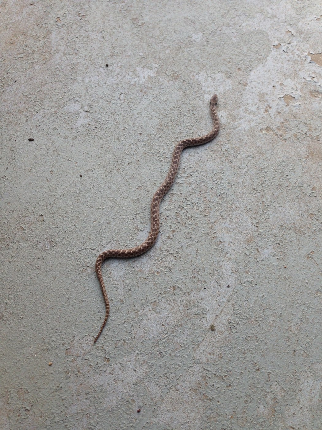 Coast Nightsnake (Hypsiglena ochrorhynchus) photographed in the field