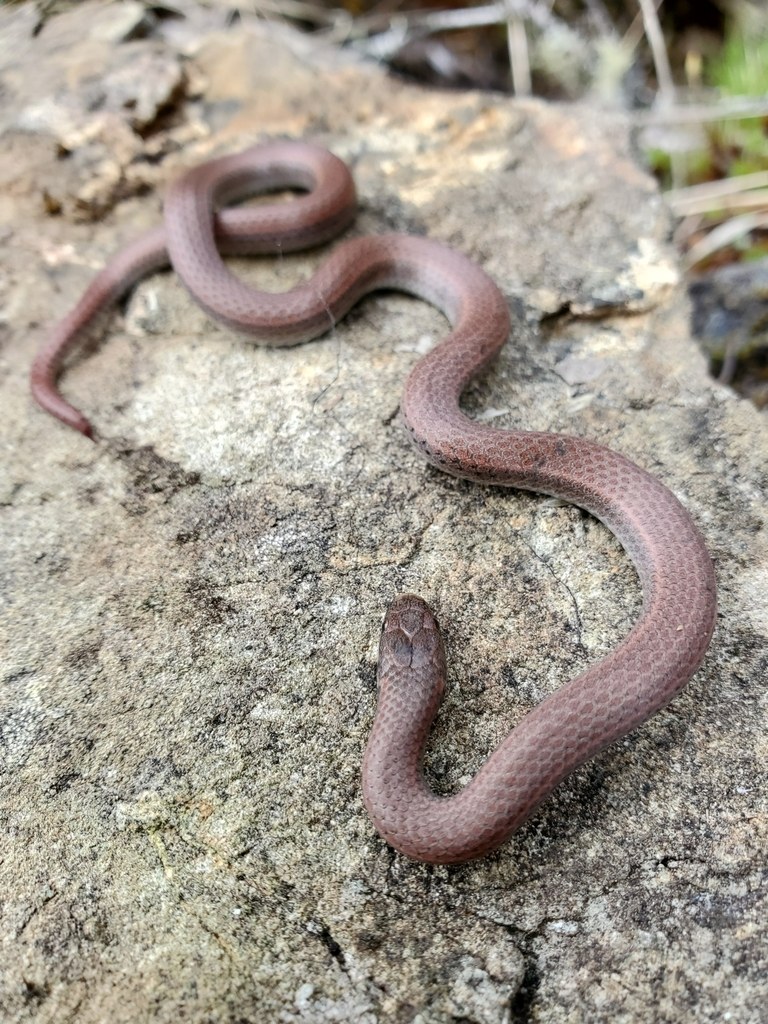 Common Sharp-tailed Snake (Contia tenuis) photographed in the field