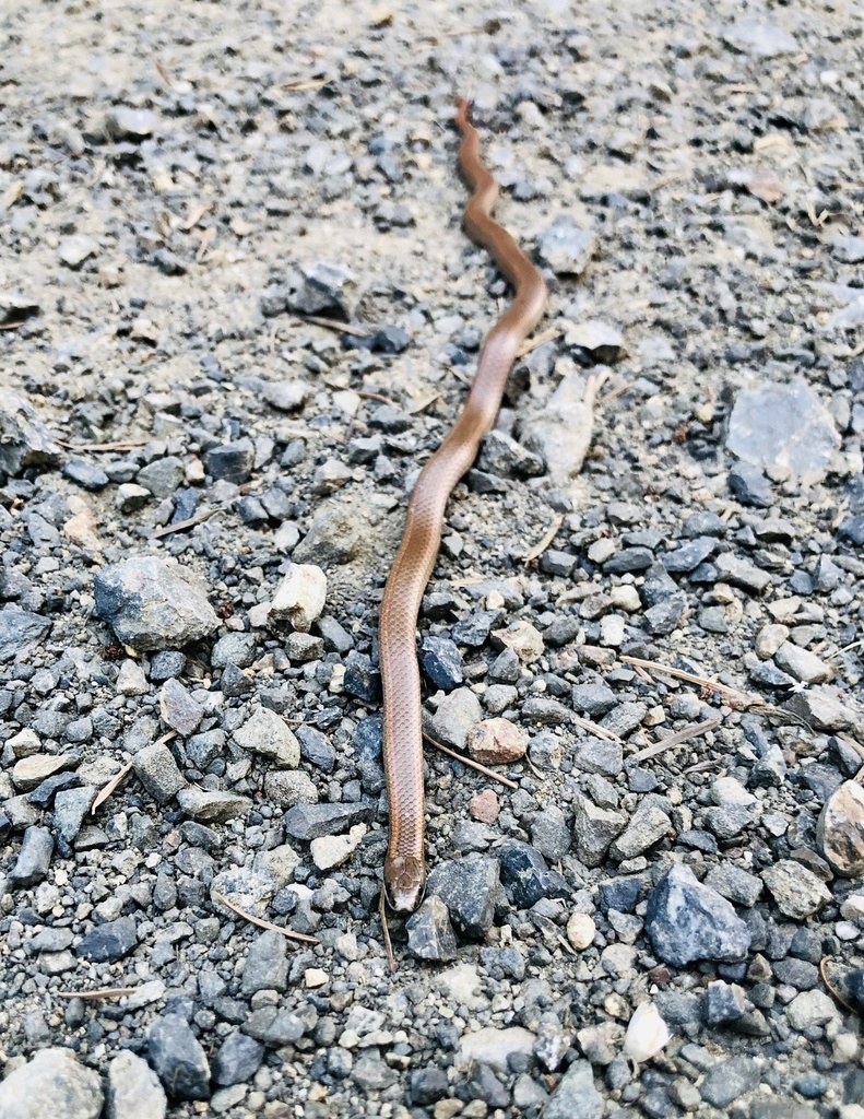 Forest Sharp-tailed Snake (Contia longicauda) photographed in the field