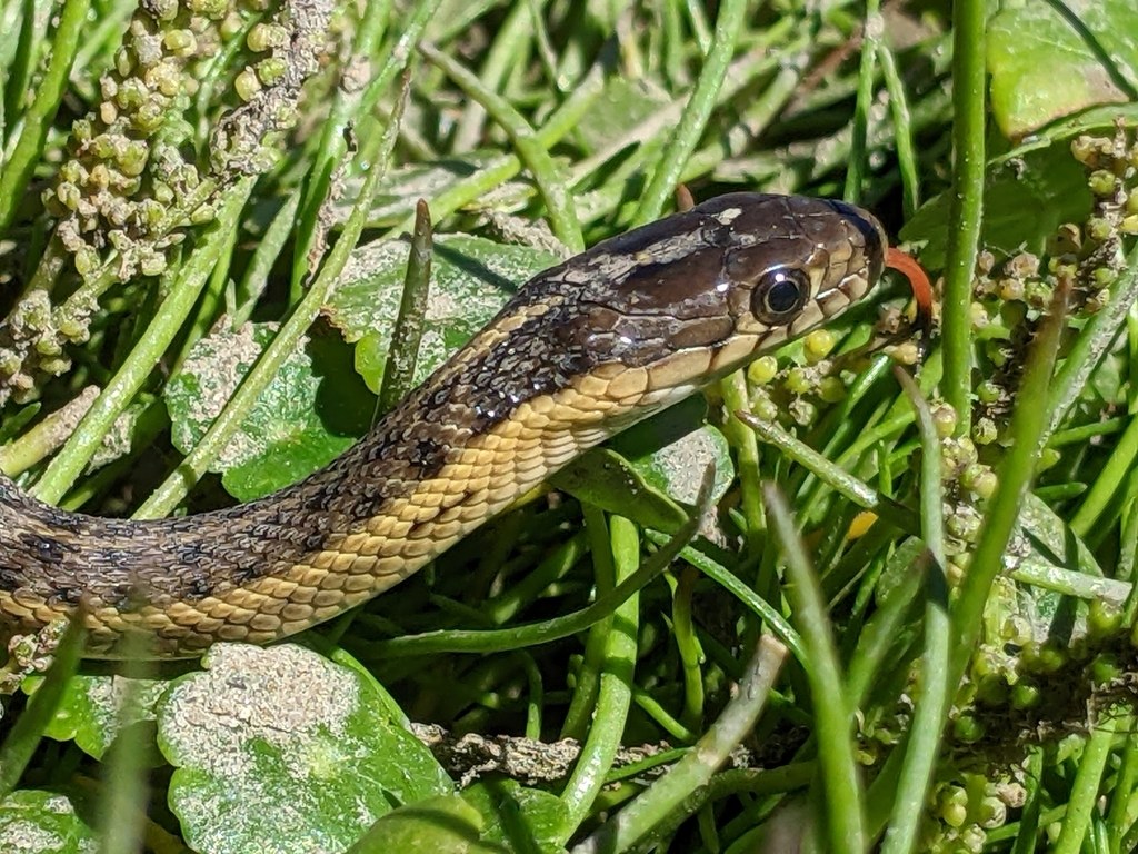 Giant Gartersnake (Thamnophis gigas) photographed in the field