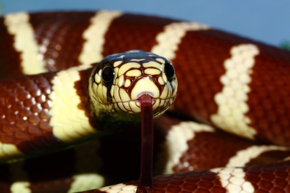 California kingsnake close-up with black and white bands