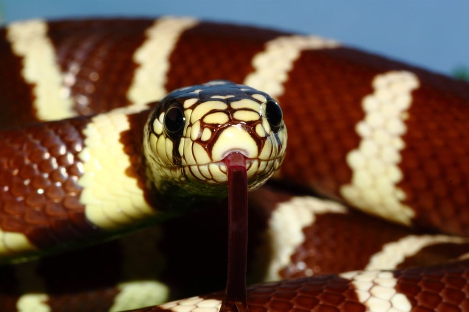 California kingsnake close-up with black and white bands