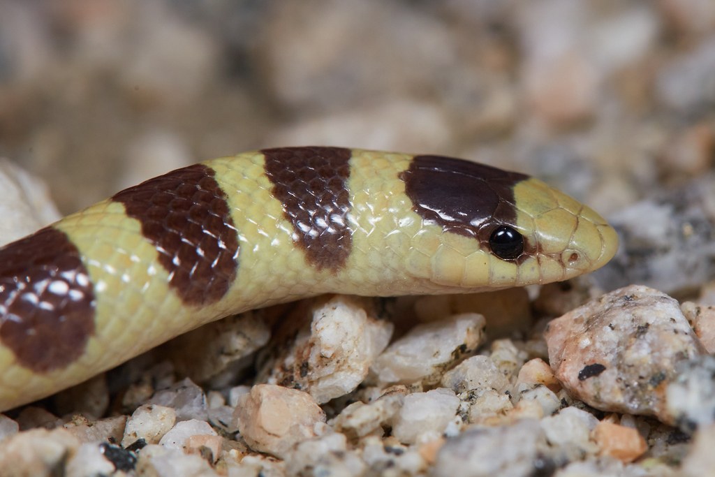 Mohave Shovel-nosed Snake (Sonora occipitalis) photographed in the field