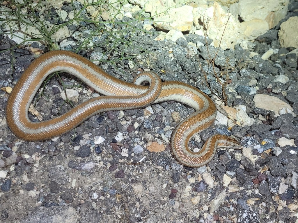 Northern Rosy Boa (Lichanura orcutti) photographed in the field
