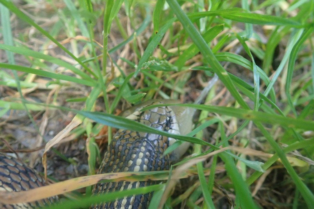 Northwestern Gartersnake (Thamnophis ordinoides) photographed in the field