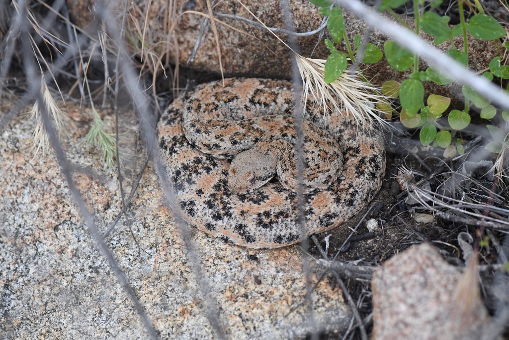 Southwestern Speckled Rattlesnake (Crotalus pyrrhus) photographed in the field