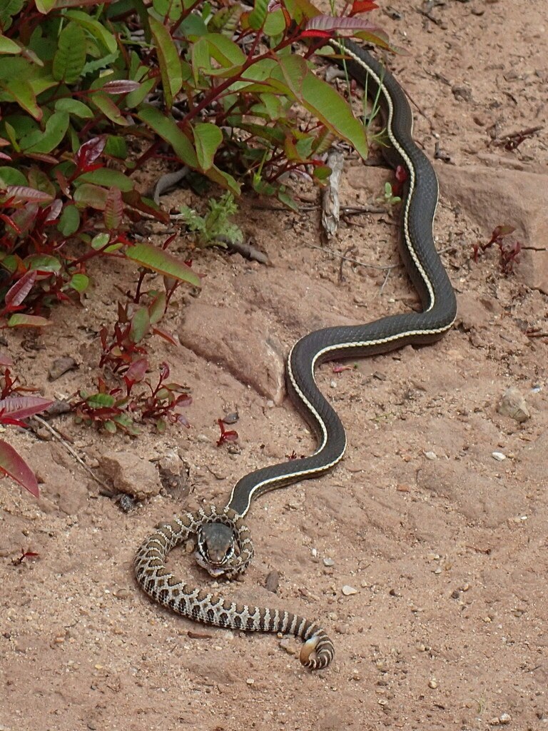 Striped Racer (Masticophis lateralis) photographed in the field