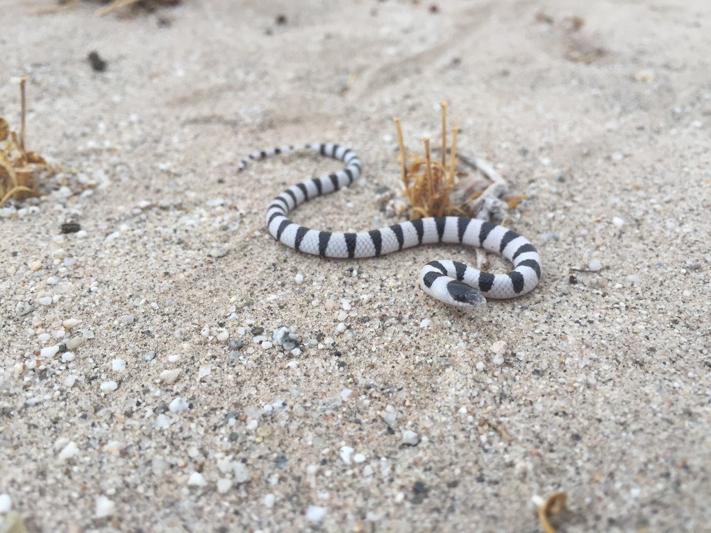 Tricolor Shovel-nosed Snake (Sonora annulata) photographed in the field