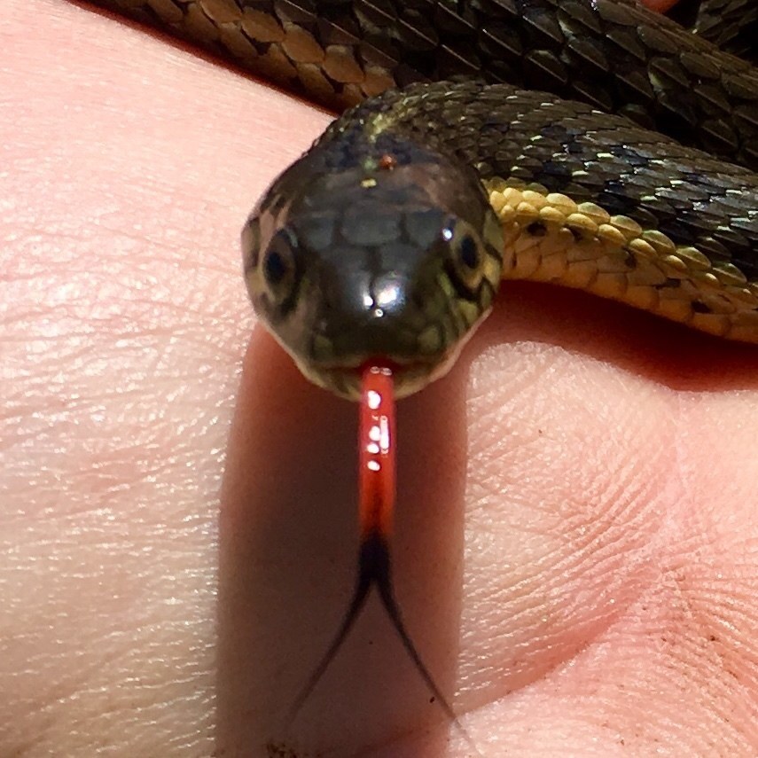 Two-striped Gartersnake (Thamnophis hammondii) photographed in the field