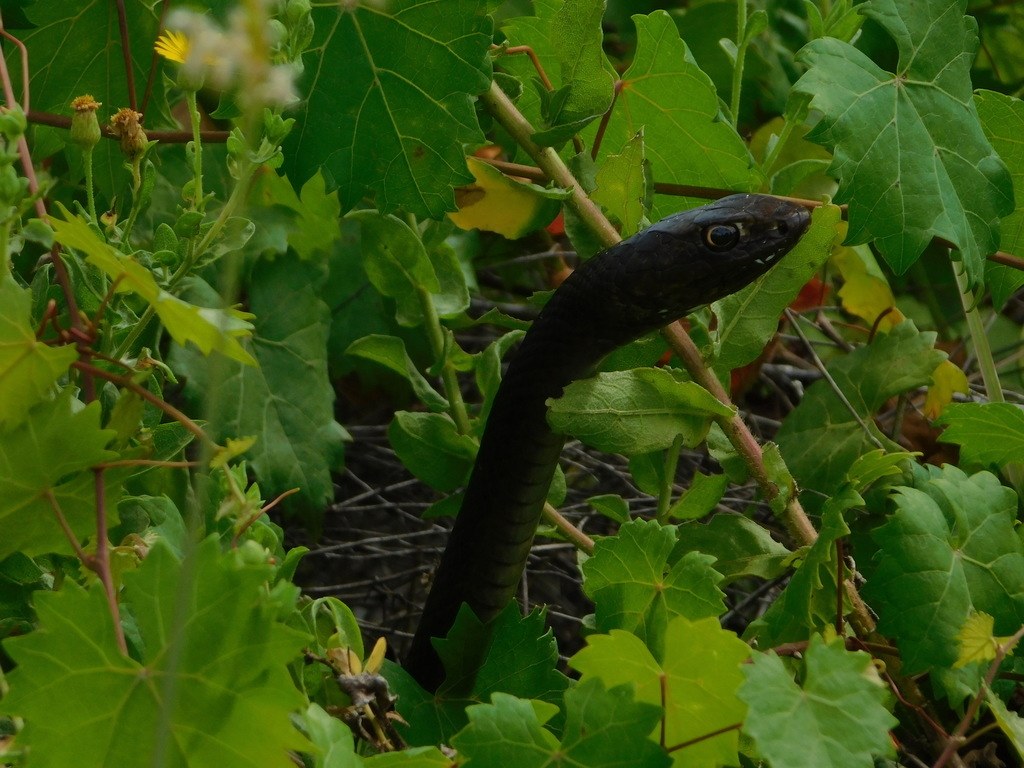 Common Coachwhip (Masticophis flagellum) photographed in the field