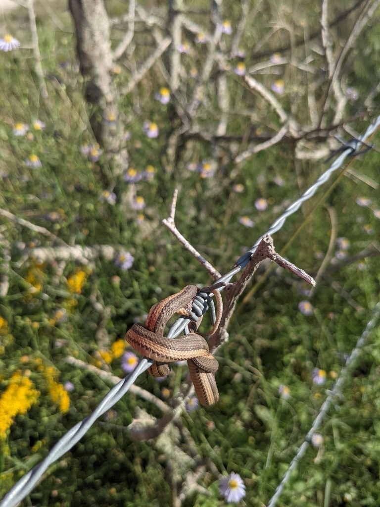 Graham's Crawfish Snake (Regina grahamii) photographed in the field