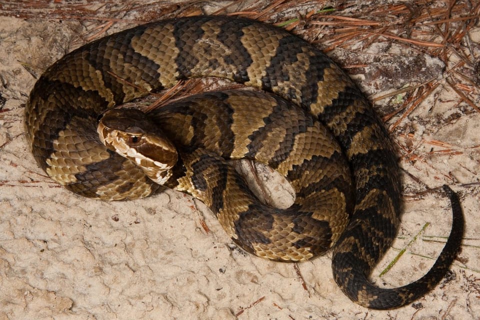 Northern cottonmouth coiled near wetland cover