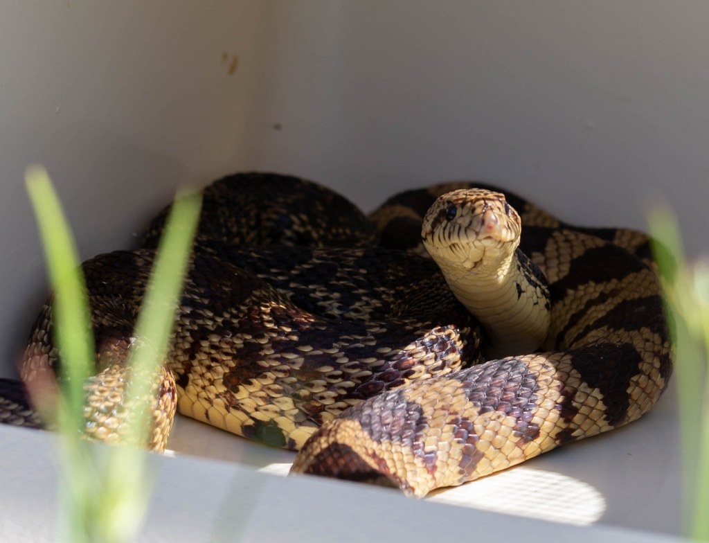 Louisiana Pinesnake (Pituophis ruthveni) photographed in the field