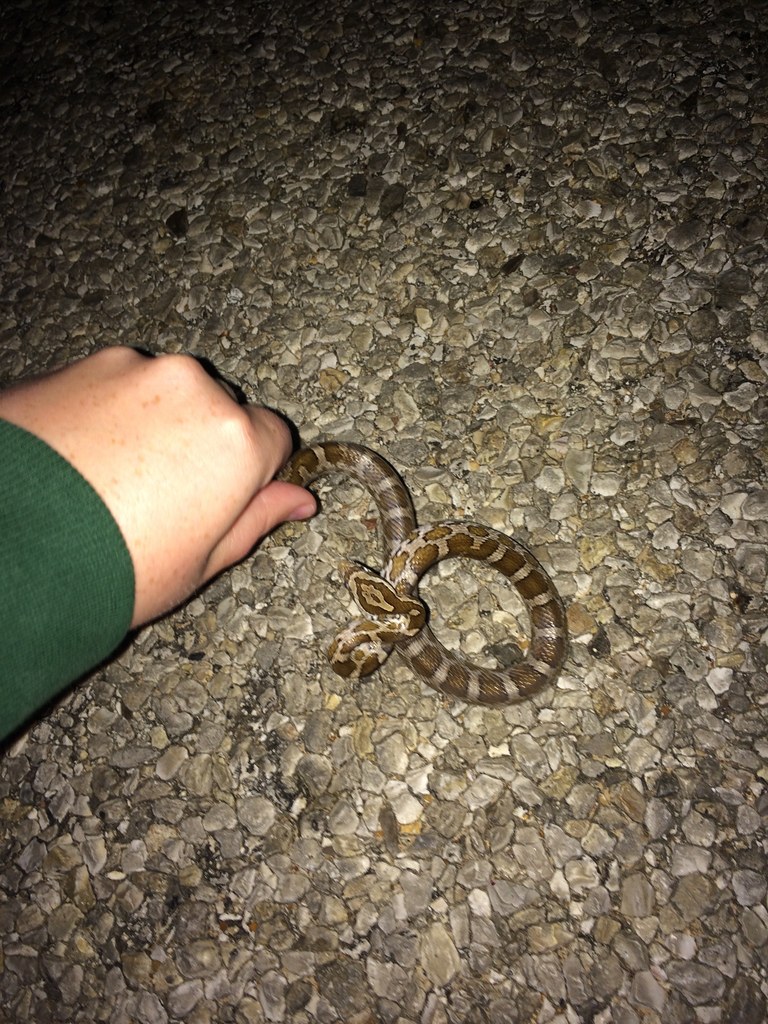 Slowinski's Cornsnake (Pantherophis slowinskii) photographed in the field
