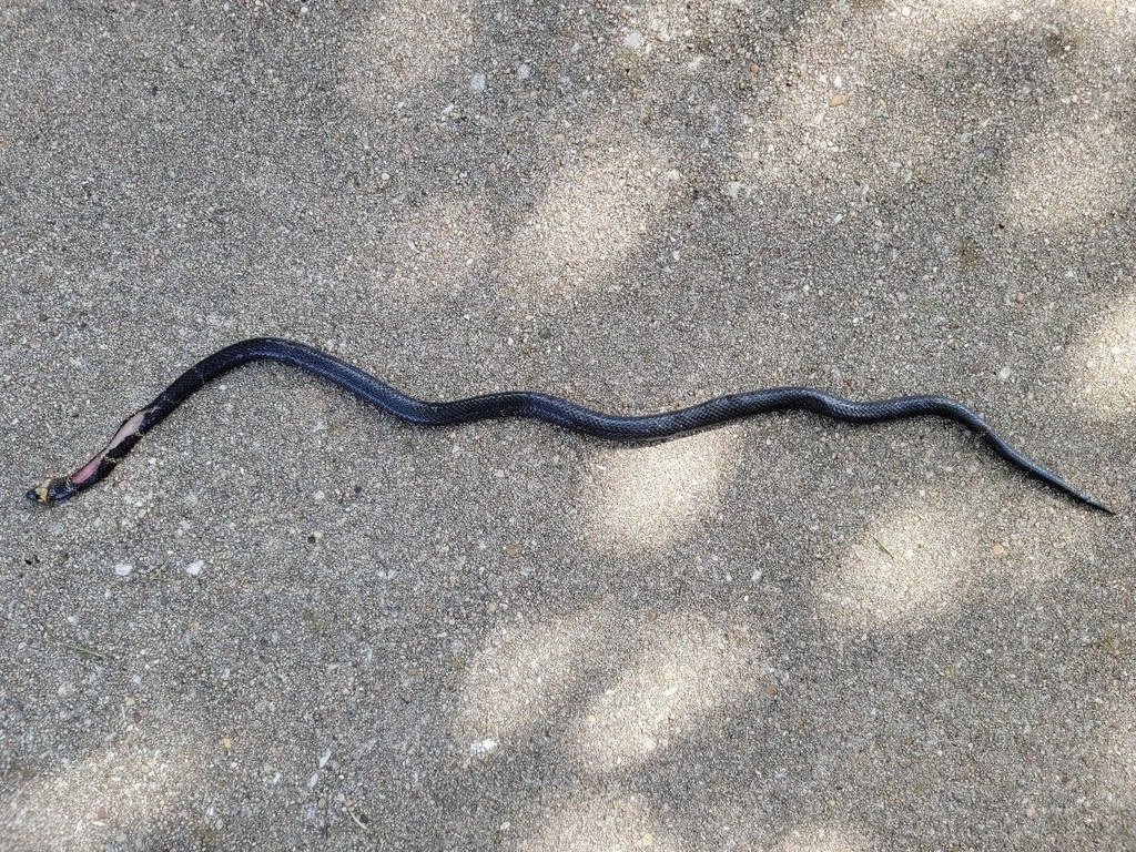 Texas Coralsnake (Micrurus tener) photographed in the field