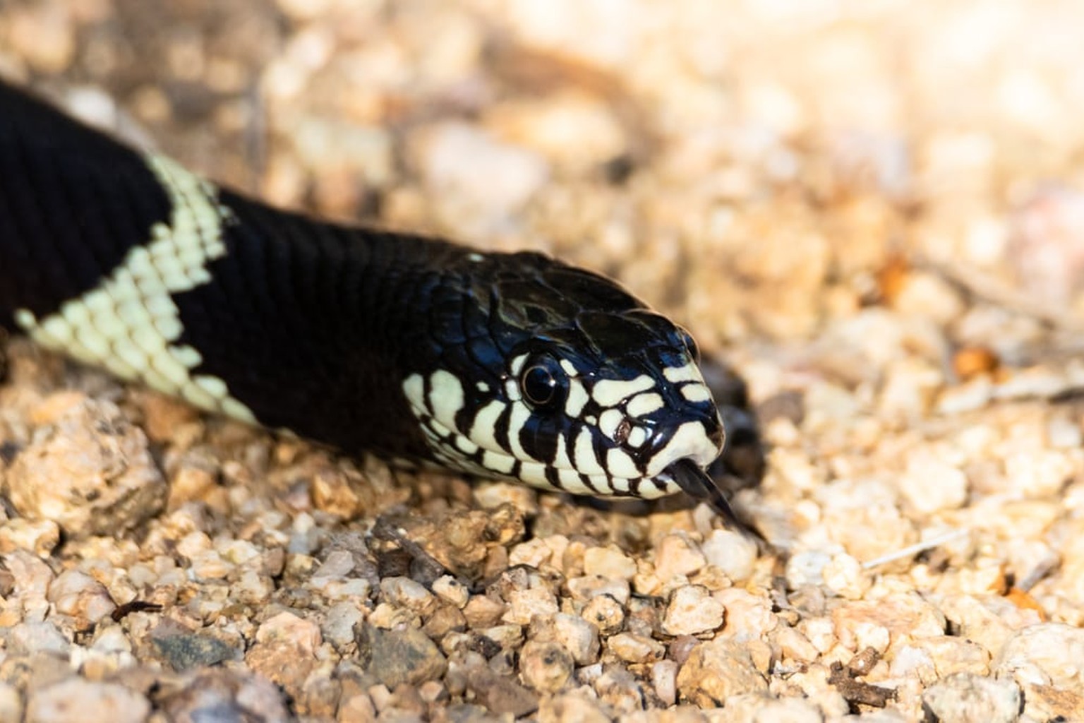 Eastern black kingsnake moving across gravel