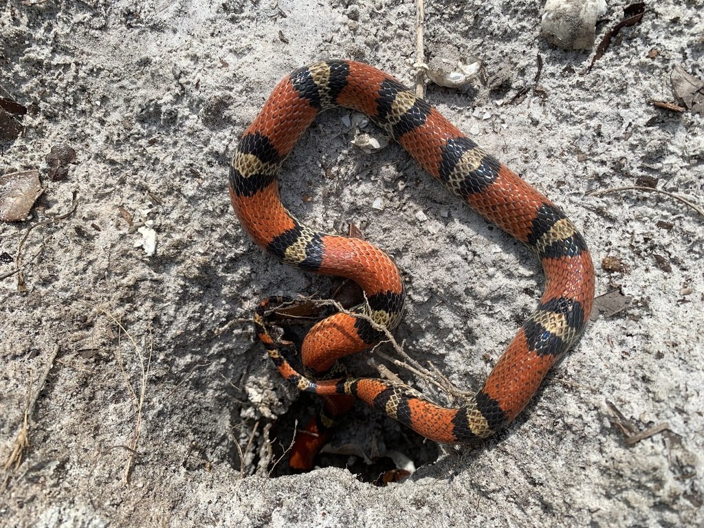 Common Scarletsnake (Cemophora coccinea) photographed in the field