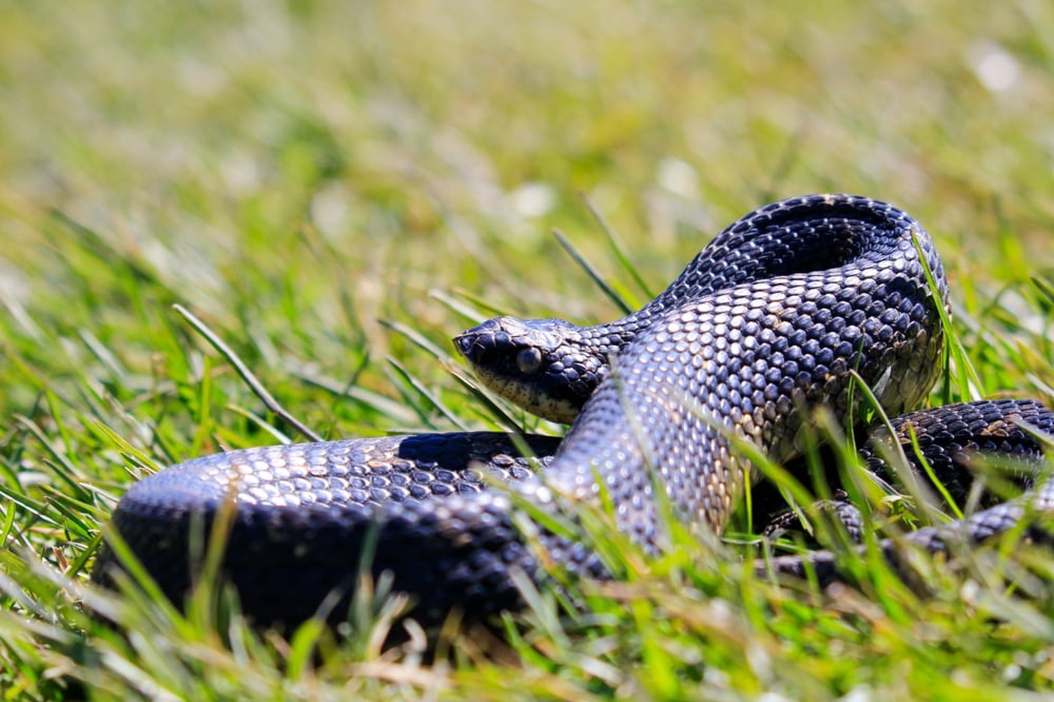 Eastern pinesnake stretched through grass