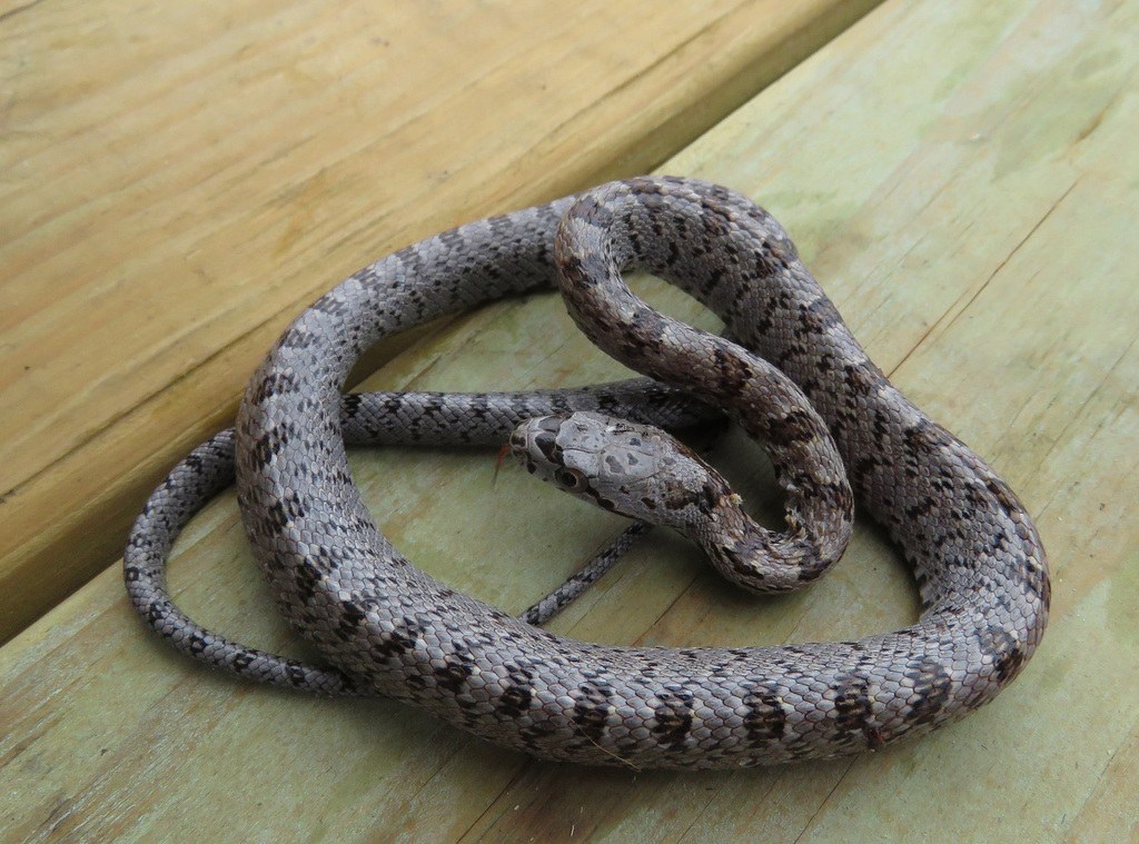 Baird's Ratsnake (Pantherophis bairdi) photographed in the field