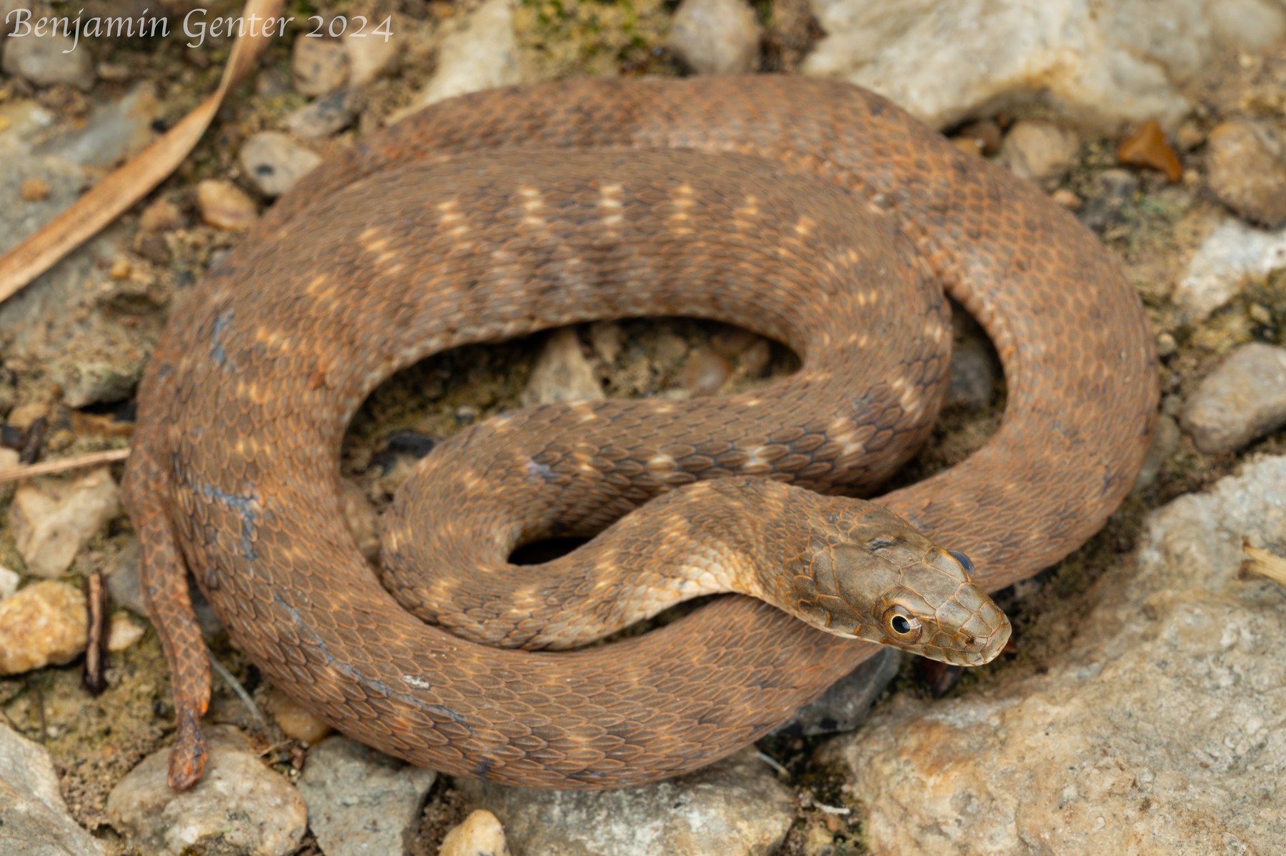 Brazos Watersnake (Nerodia harteri) from Hood County, Texas