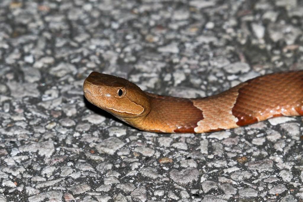 Broad-banded Copperhead (Agkistrodon laticinctus) photographed in the field
