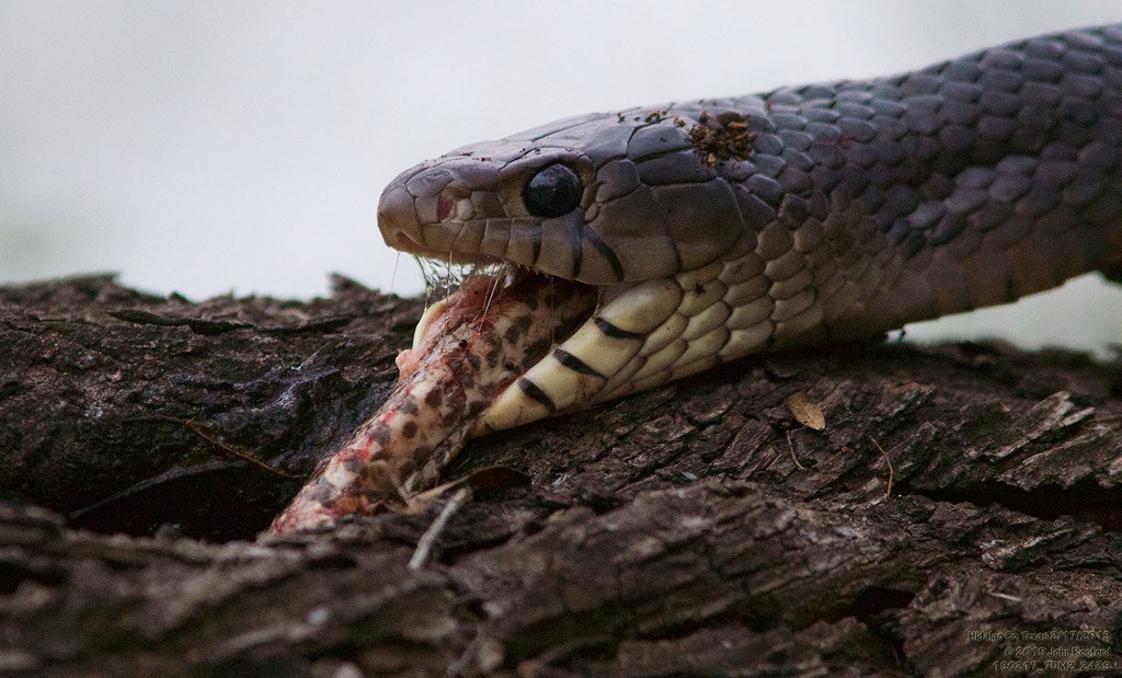 Central American Indigo Snake (Drymarchon melanurus) photographed in the field
