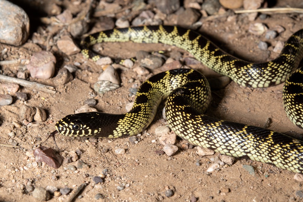 Desert Kingsnake (Lampropeltis splendida) photographed in the field