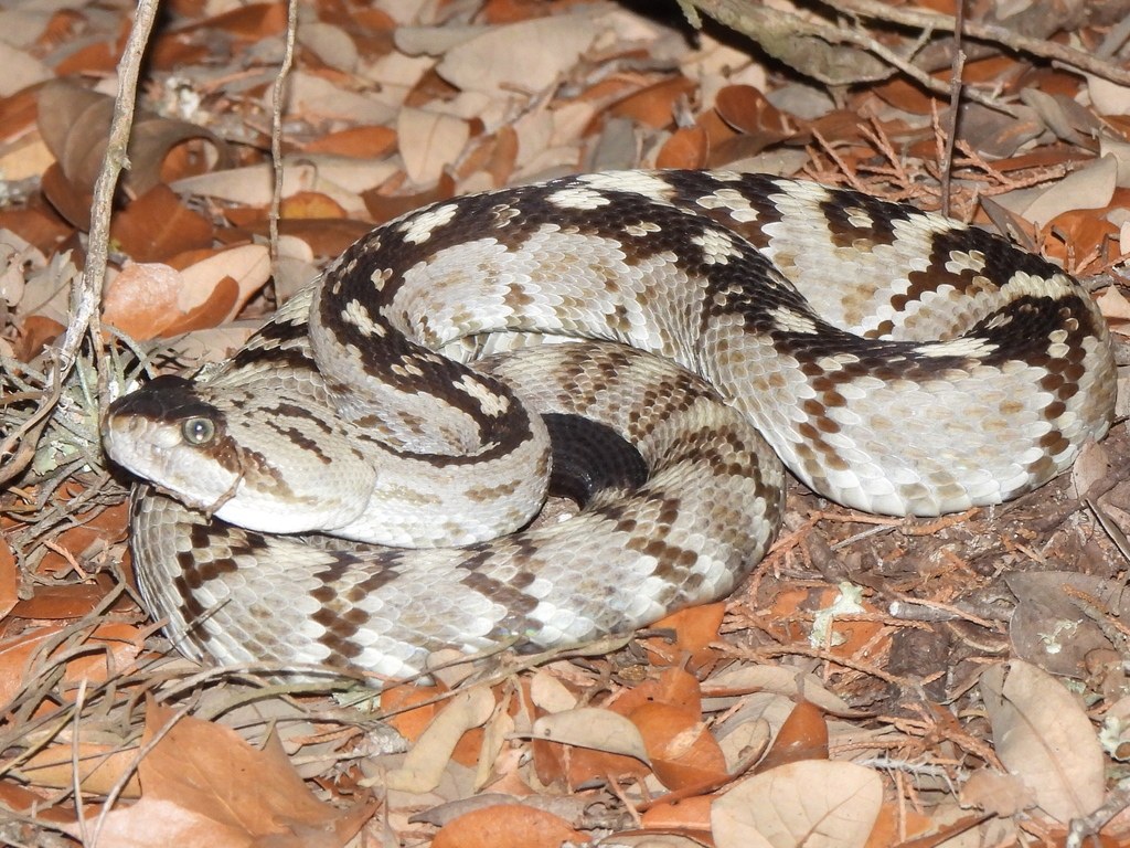 Eastern Black-tailed Rattlesnake (Crotalus ornatus) photographed in the field