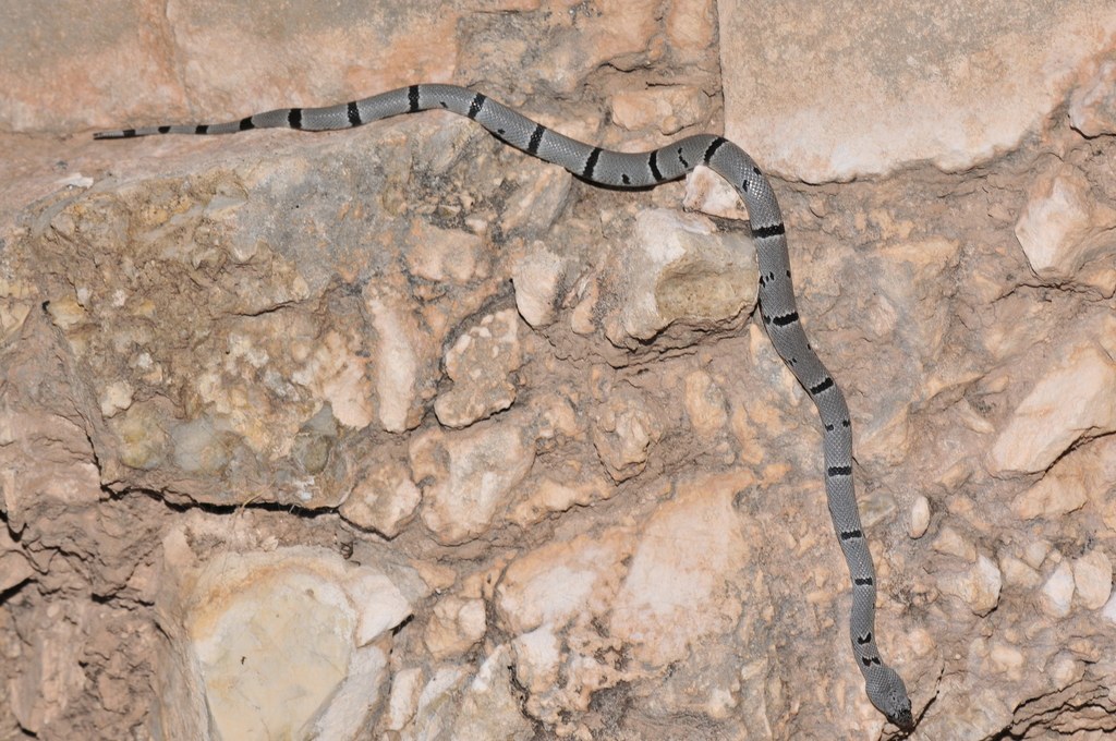 Gray-banded Kingsnake (Lampropeltis alterna) photographed in the field