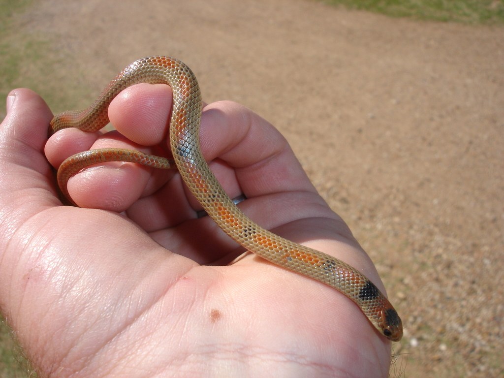 Great Plains Groundsnake (Sonora episcopa) photographed in the field