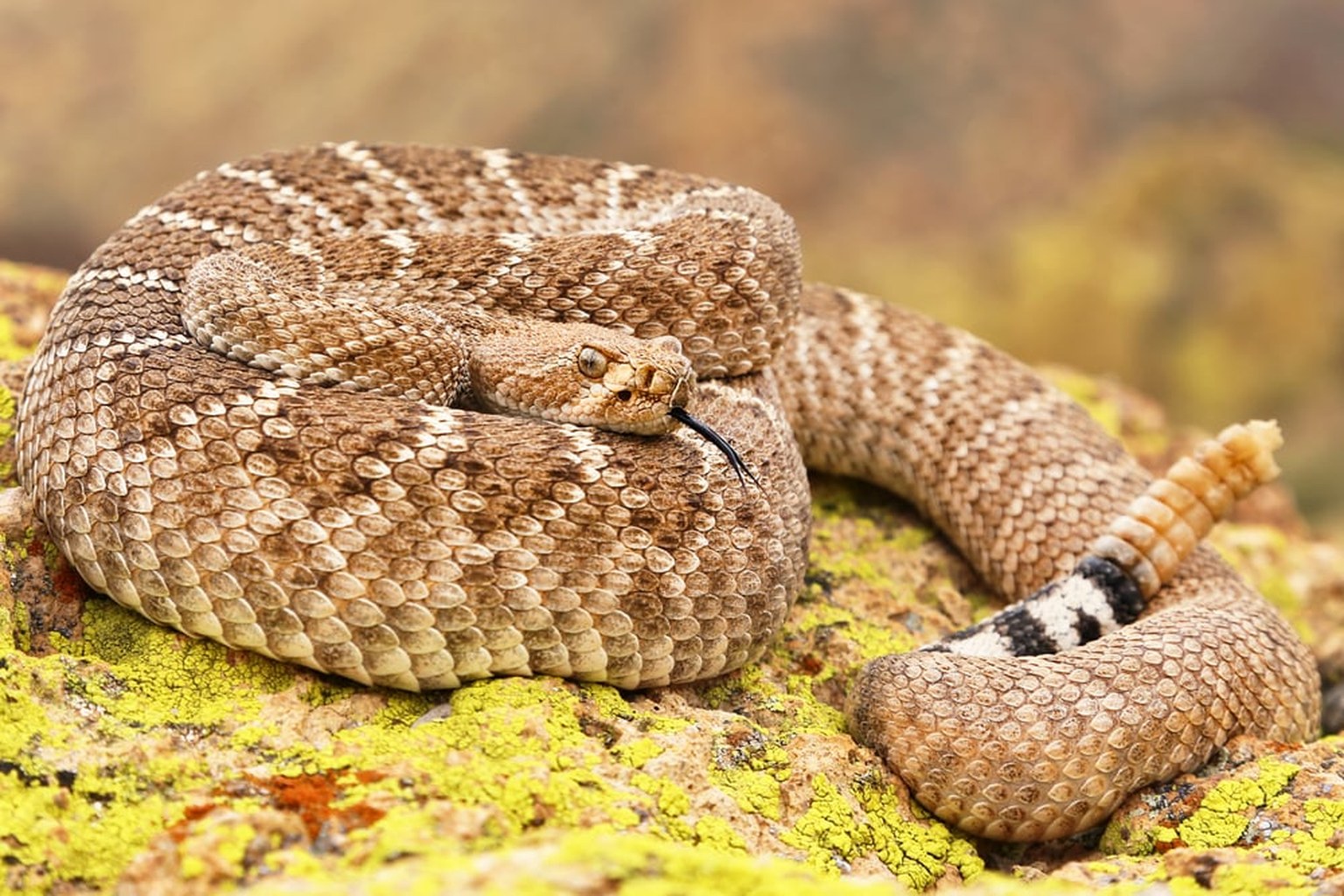Western diamond-backed rattlesnake coiled with its banded tail visible