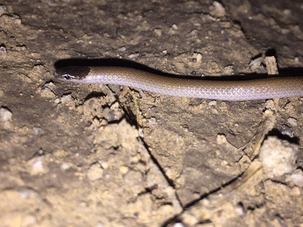 Mexican Black-headed Snake (Tantilla atriceps) photographed in the field