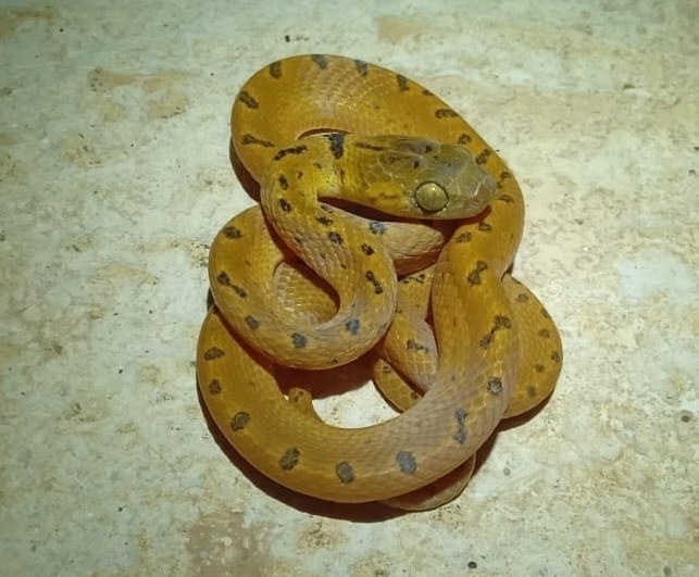 Northern Cat-eyed Snake (Leptodeira septentrionalis) photographed in the field