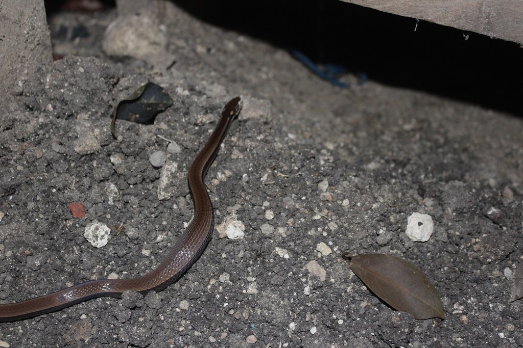 Regal Black-striped Snake (Coniophanes imperialis) photographed in the field