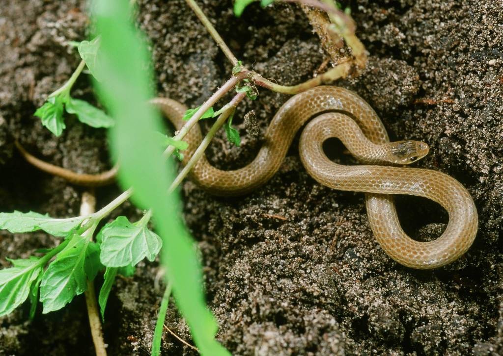 South Texas Groundsnake (Sonora taylori) photographed in the field