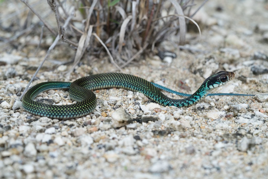 Speckled Racer (Drymobius margaritiferus) photographed in the field