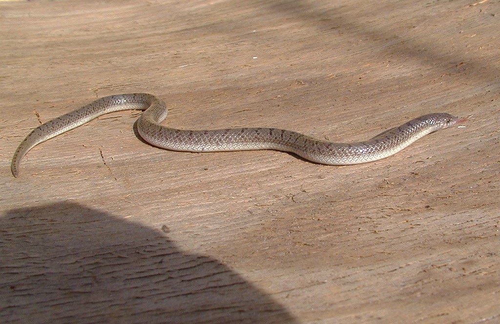 Tamaulipan Hook-nosed Snake (Ficimia streckeri) photographed in the field