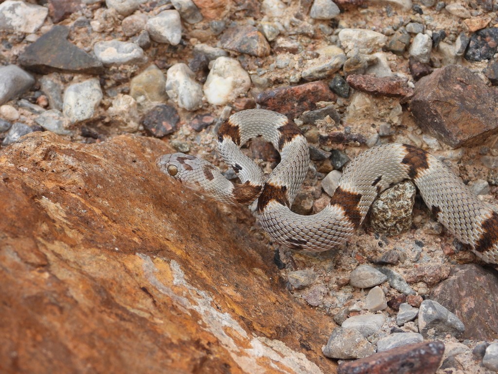 Texas Lyresnake (Trimorphodon vilkinsonii) photographed in the field