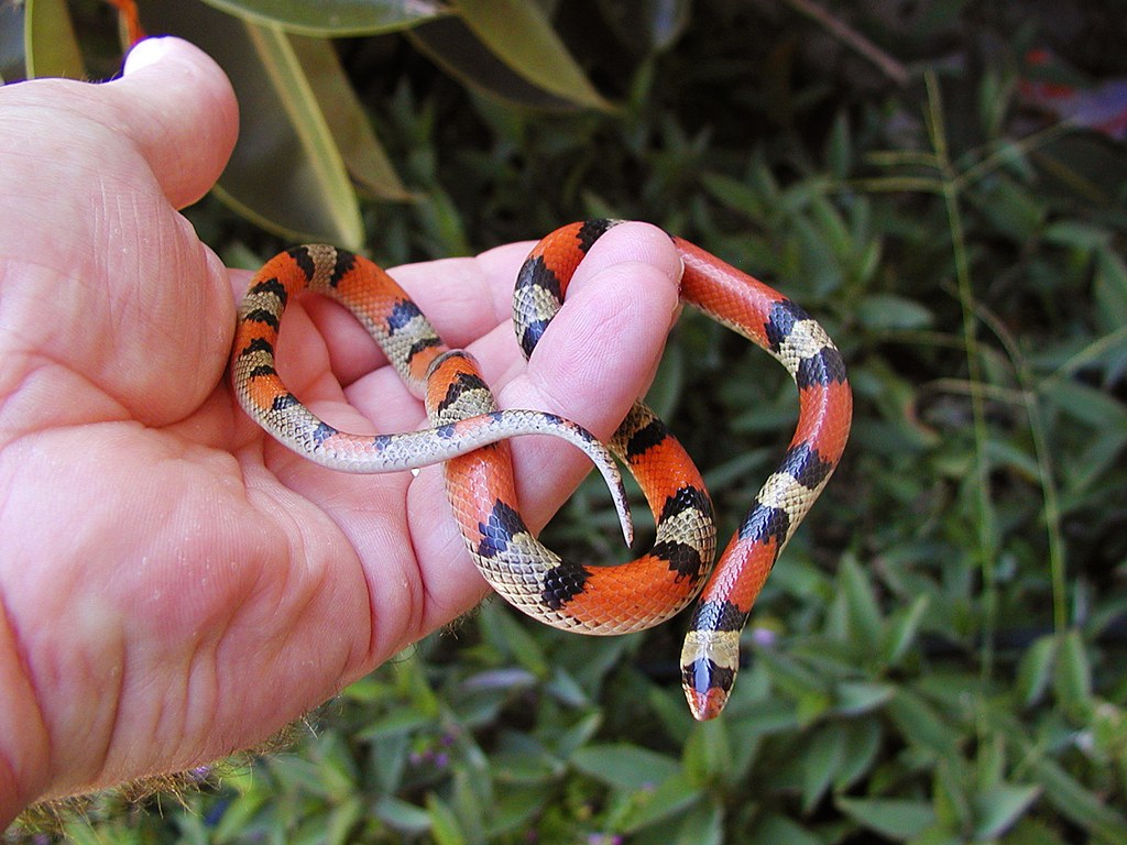 Texas Scarletsnake (Cemophora lineri) photographed in the field