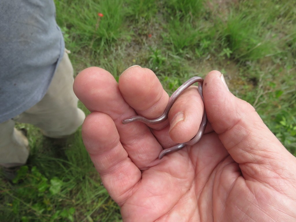Texas Threadsnake (Rena dulcis) photographed in the field