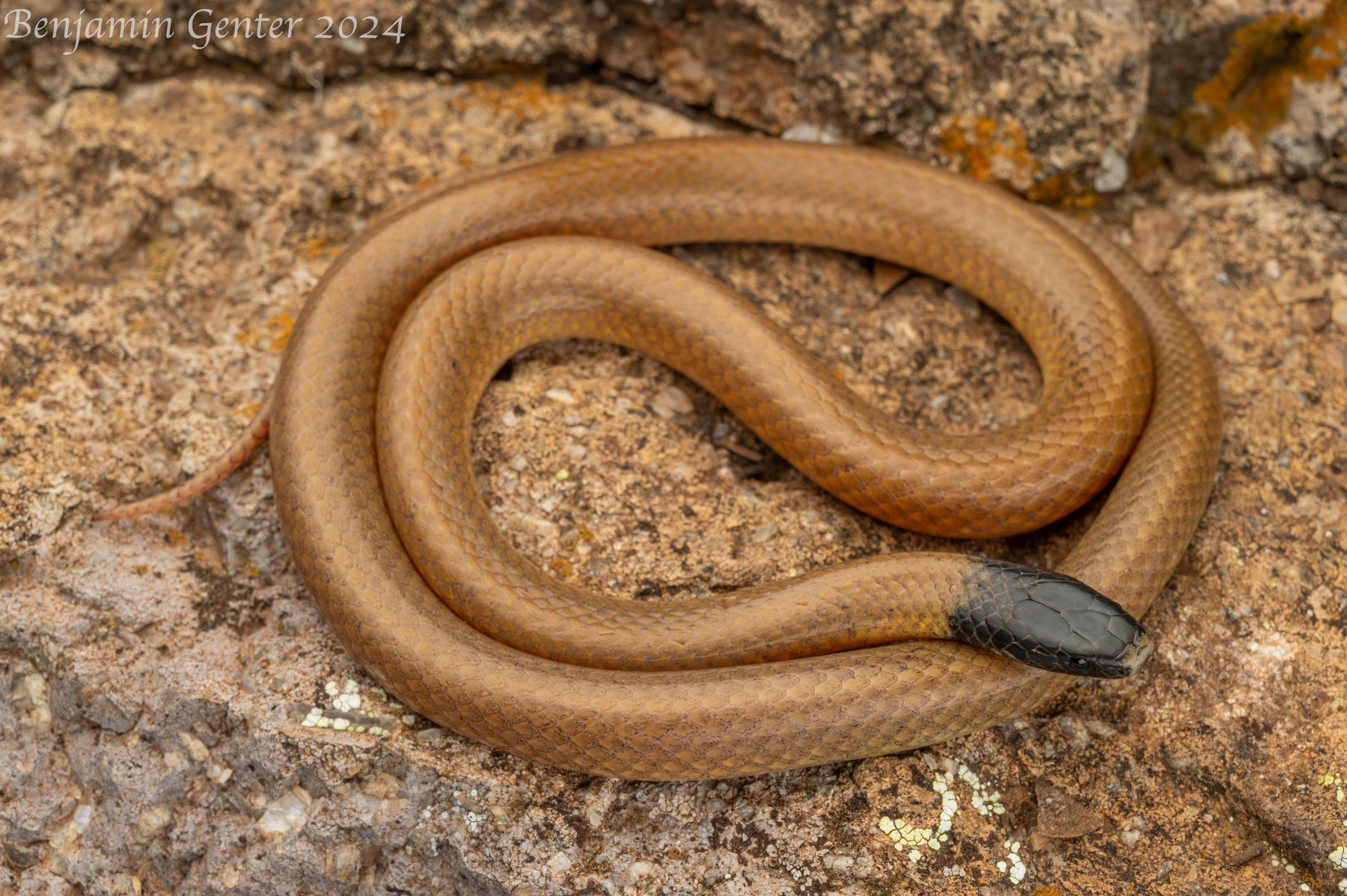 Trans-Pecos Black-headed Snake (Tantilla cucullata) in Jeff Davis County, Texas
