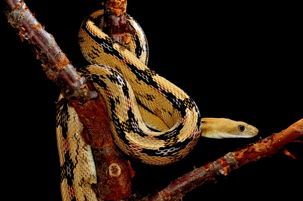 Trans-Pecos Ratsnake (Bogertophis subocularis) photographed in the field