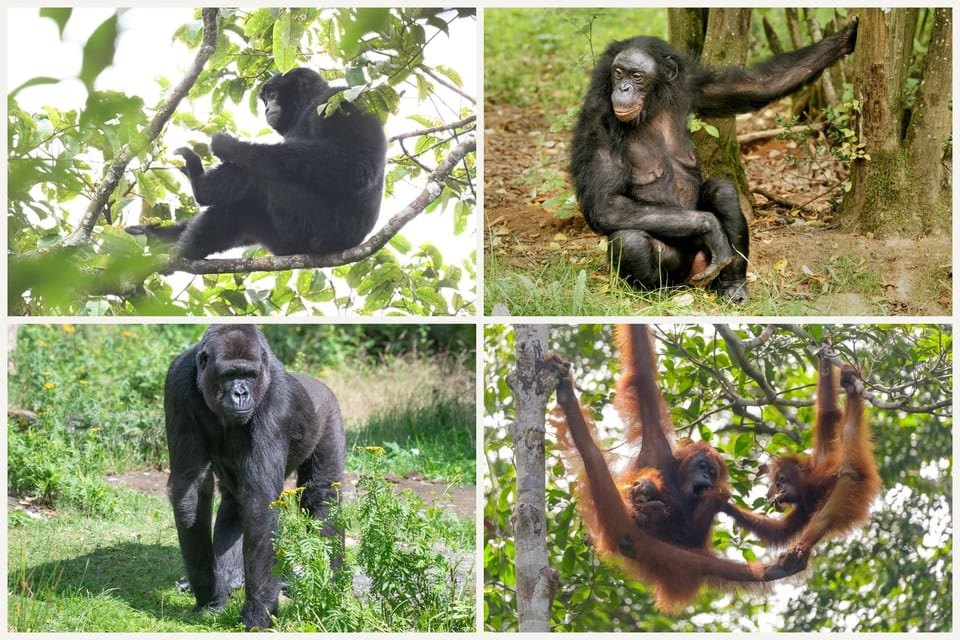 Four apes: a siamang on a branch, a bonobo sitting up, a western gorilla walking, and a Bornean orangutan with young