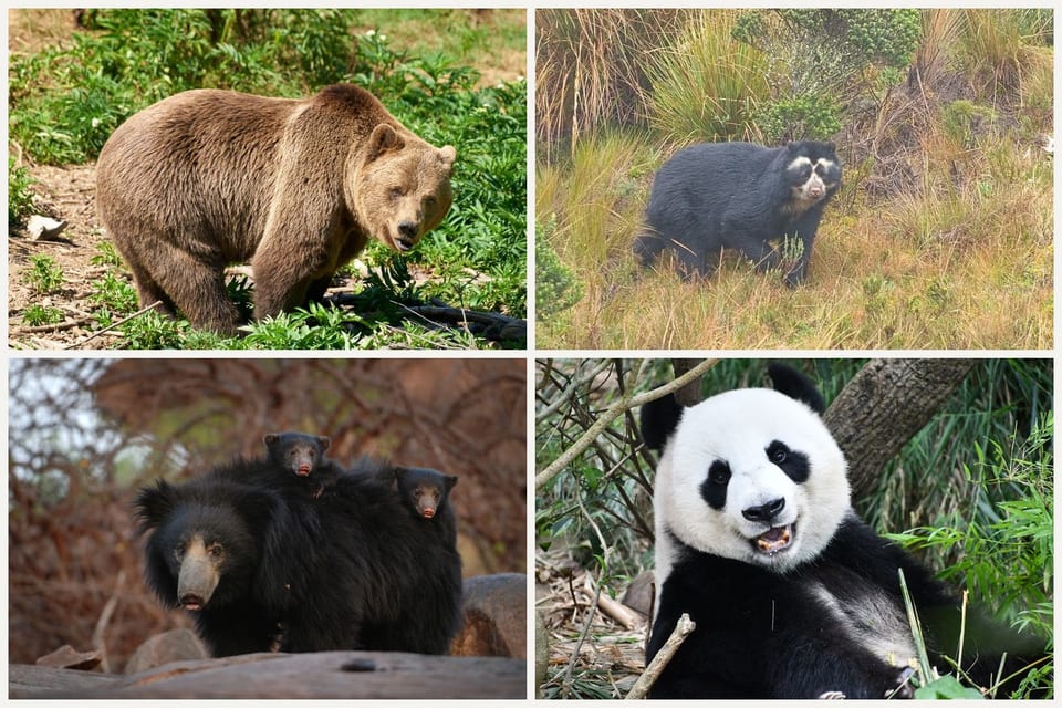 Four bears: a brown bear, a spectacled bear in tussock grass, a sloth bear with two cubs on her back, and a giant panda