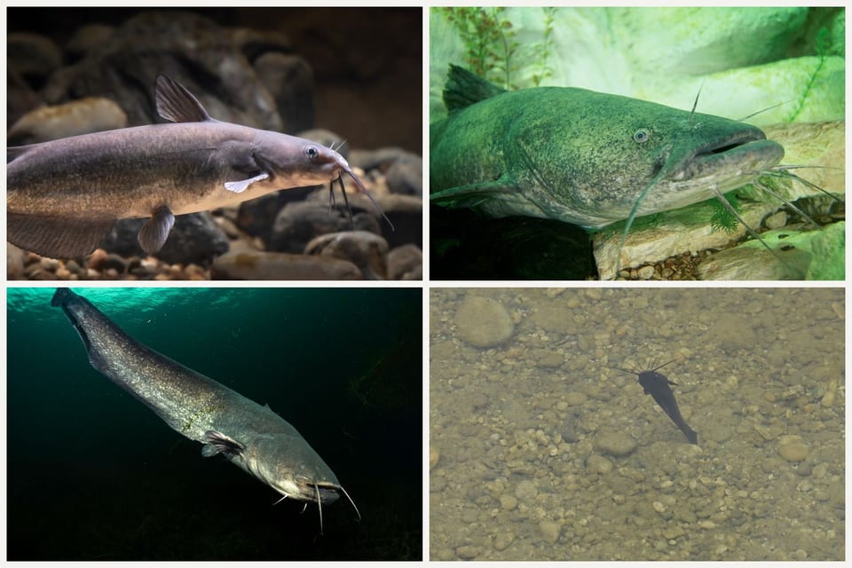 Four catfish: a channel catfish, a flathead catfish, a wels catfish in dark water, and a small brown bullhead on gravel