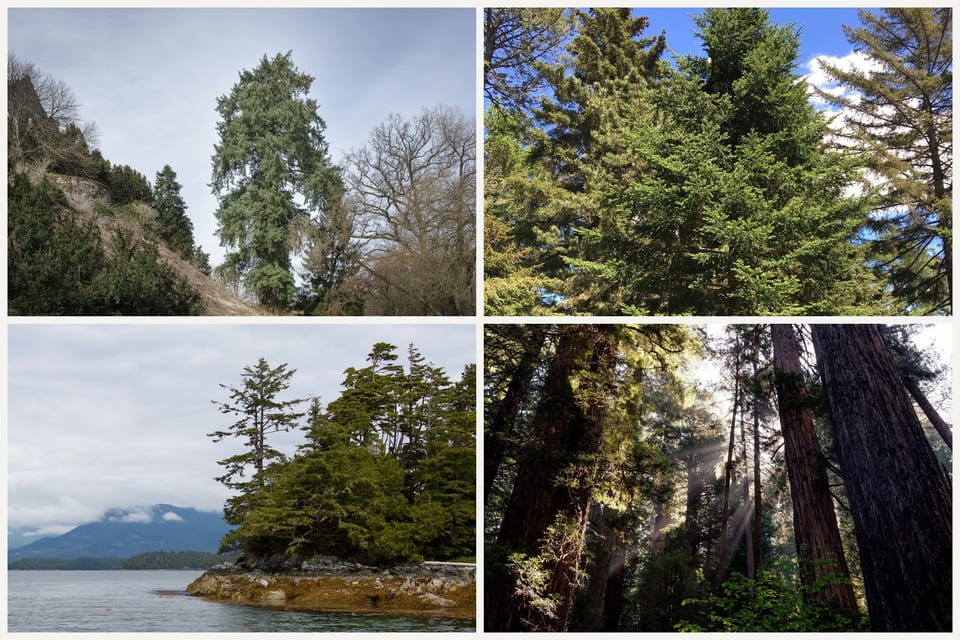 Four evergreens: a Douglas fir, a balsam fir crown, western hemlocks on a rocky shore, and coast redwood trunks