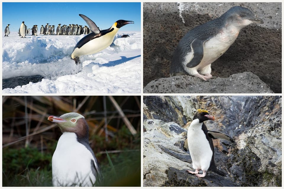 Four penguins: an emperor leaping onto ice, a little penguin on rock, a yellow-eyed penguin, and a macaroni penguin
