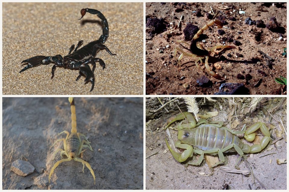 Four scorpions: a black emperor scorpion, a tan bark scorpion on soil, a yellow deathstalker, and a pale hairy scorpion